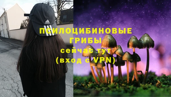 прущие грибы Баксан