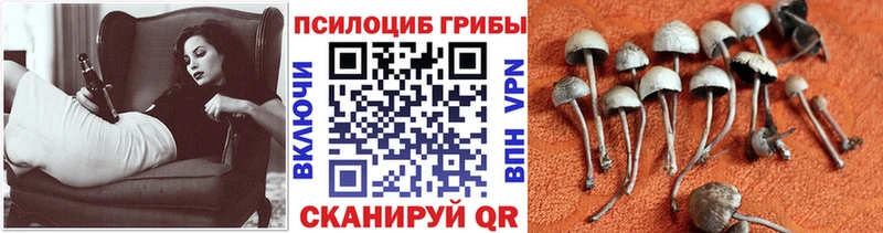 Купить где  Лебедянь  Псилоцибиновые грибы GOLDEN TEACHER 